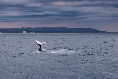 humpback whale tail fluke in Moreton Bay on a cloudy day - Australian Stock Image