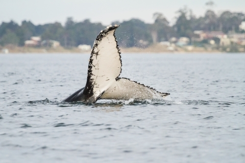 humpback whale tail off suburban beach in southern Tasmania