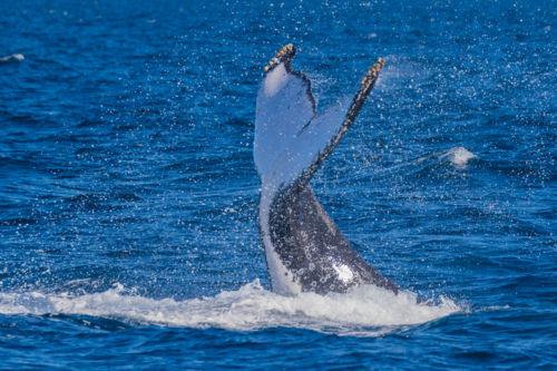 Humpback Whale Tail Slapping - Australian Stock Image