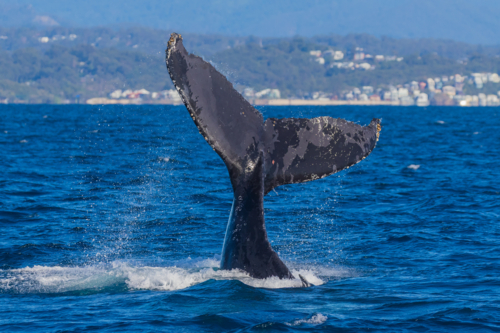 Humpback Whale Tail Slapping - Australian Stock Image