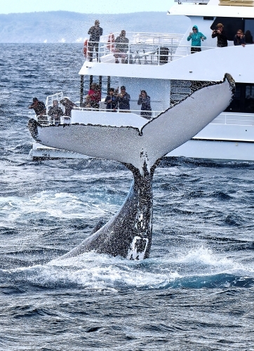 Humpback whale tail slapping onlookers (Megaptera novaeangliae) - Australian Stock Image