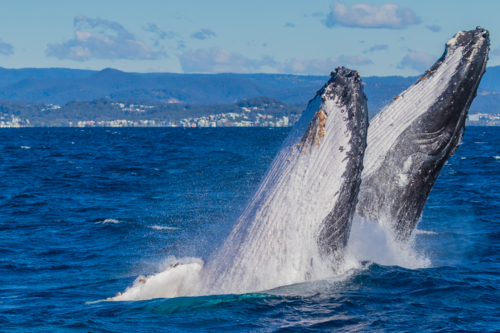 Humpback Whales Double Breach - Australian Stock Image