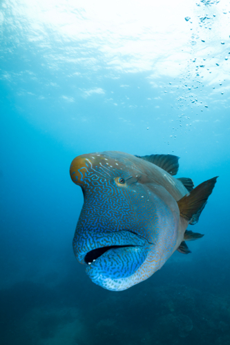 Humphead maori wrasse swimming on the Great Barrier Reef - Australian Stock Image