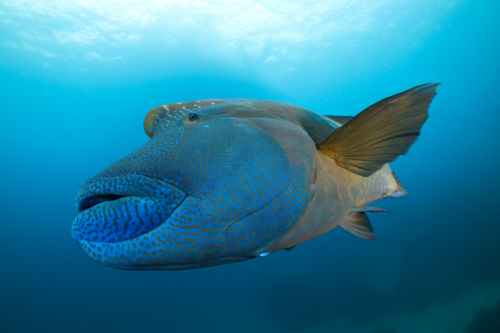Humphead Maori wrasse swimming on the Great Barrier Reef - Australian Stock Image