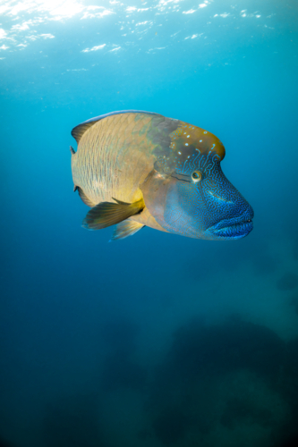 Humphead maori wrasse swimming on the Great Barrier Reef - Australian Stock Image