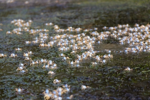 Hundreds of crabs in the shallow waters at the beach - Australian Stock Image