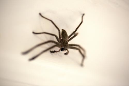 Huntsman spider close-up on wall - Australian Stock Image
