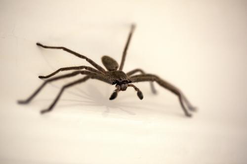 Huntsman spider close-up walking on wall
