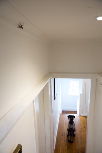 Huntsman spider on wall with dog watching - Australian Stock Image