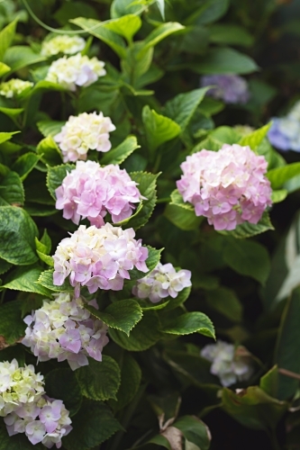 Hydrangea bush in flower - Australian Stock Image