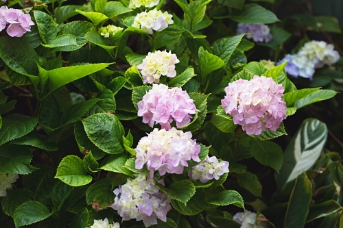 Hydrangea bush in flower - Australian Stock Image