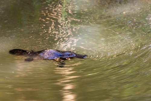 Iconic wild platypus in creek with rings and light playing across the surface of the water.