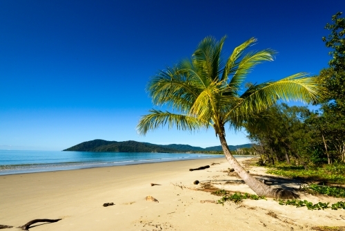 Idyllic tropical beach with palm tree, sand, blue sky and blue sea - Australian Stock Image