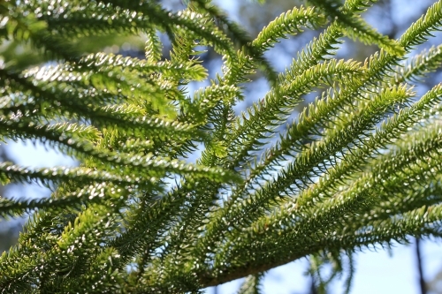 Branches of the araucaria tree - Australian Stock Image