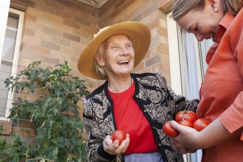 Laughing elderly lady picking tomatos from the garden with carer at an aged care facility