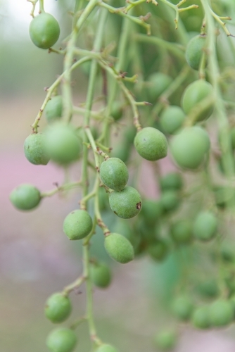Immature Kakadu Plums - Australian Stock Image