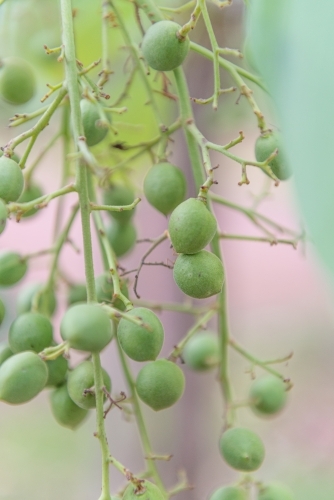 Immature Kakadu Plums - Australian Stock Image