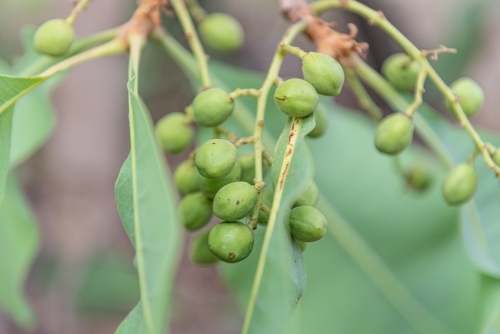Immature Kakadu Plums - Australian Stock Image