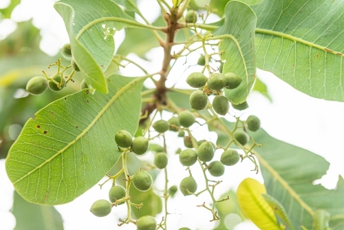 Immature Kakadu Plums - Australian Stock Image
