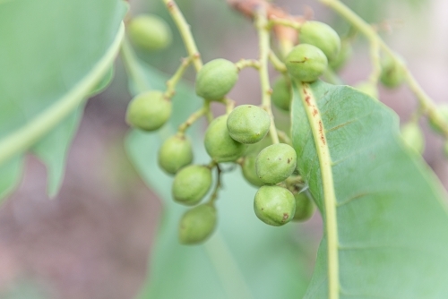 Immature Kakadu Plums - Australian Stock Image