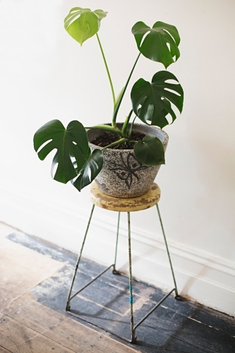Indoor Monstera plant in retro pot - Australian Stock Image