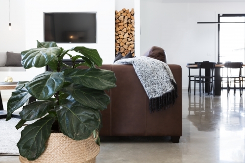 Indoor plant in contemporary living room horizontal