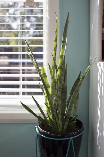 Indoor snake pot plant by window of home - Australian Stock Image