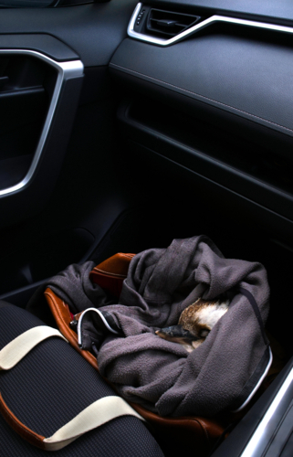 Injured bird rescue, safe inside car - Australian Stock Image