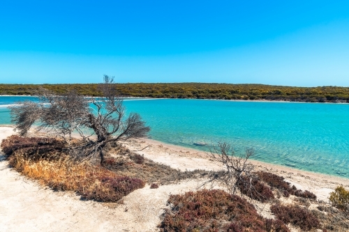 Inneston Lake with dried tree in Dhilba Guuranda National Park, Yorke Peninsula, South Australia - Australian Stock Image