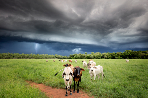 Inquisitive Brahman Cattle with stormy sky - Australian Stock Image