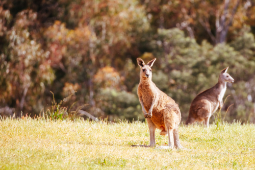 Inquisitive kangaroos on a warm sunny afternoon near Daylesford, Victoria, Australia - Australian Stock Image