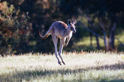 Inquisitive kangaroos on a warm sunny afternoon near Daylesford, Victoria, Australia - Australian Stock Image
