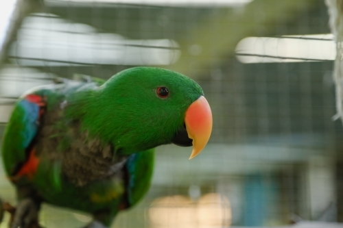 Inquisitive male green Eclectus Parrot sitting on perch in aviary - Australian Stock Image