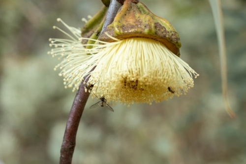 insects feeding on yellow gum blossom - Australian Stock Image