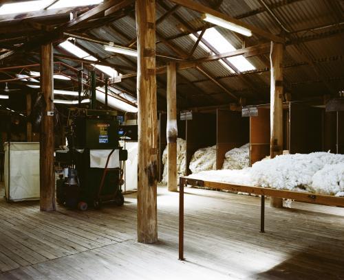 Inside a shearing shed with wool reading for baling