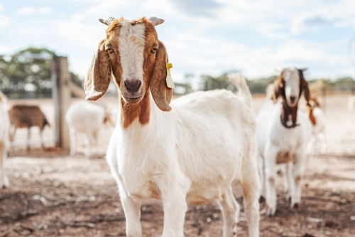 Interested goat at a farm looking at camera. - Australian Stock Image