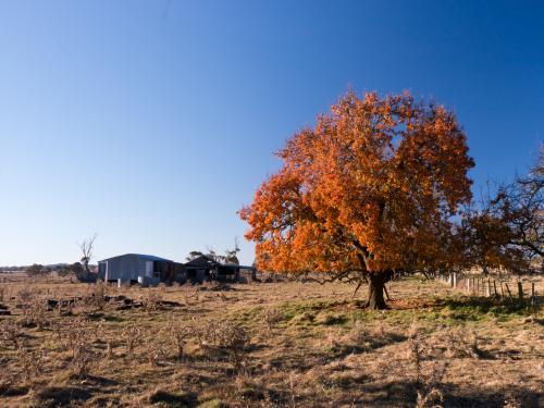 Iron farm shed with an autumn coloured tree in paddock - Australian Stock Image