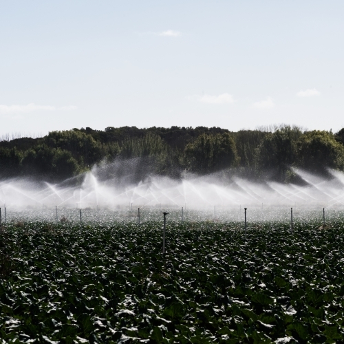 irrigating the crops