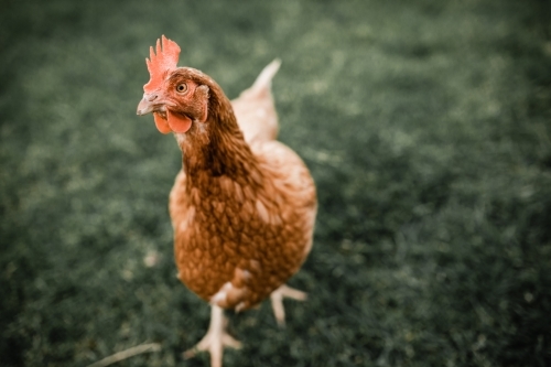 Isa brown egg laying hen chicken standing on grass - Australian Stock Image
