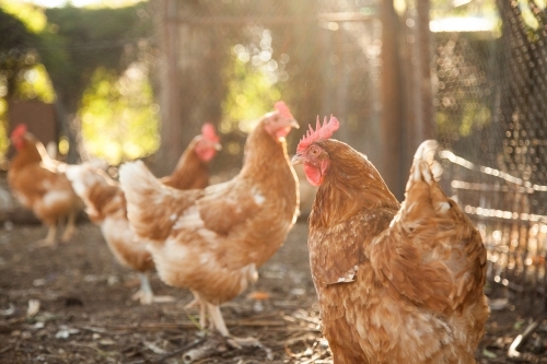 Isa brown hens in the chook yard on a farm - Australian Stock Image
