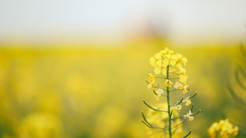 Isolated canola flower in field with copy space - Australian Stock Image