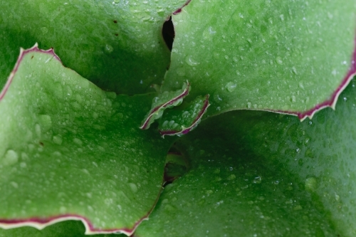 Isolated close up of a green succulent cactus with water droplets