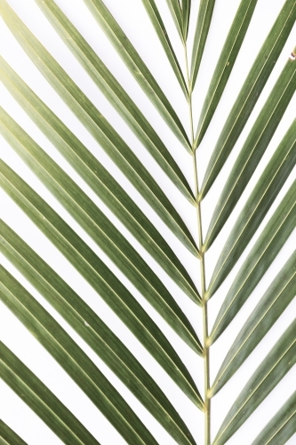 Isolated green palm leaf frond with copy space