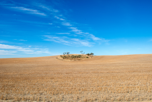 Isolated rise with sparse trees surrounded by golden harvested paddocks under a wide blue sky - Australian Stock Image