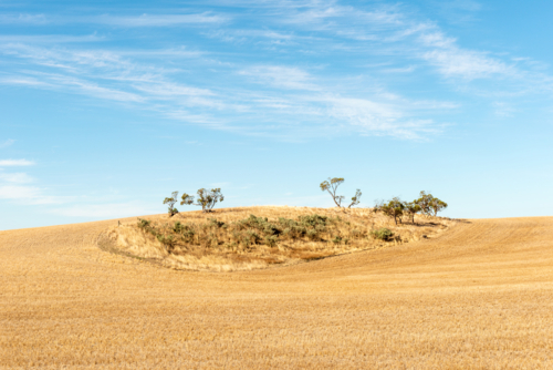 Isolated rise with sparse trees surrounded by golden harvested paddocks under a wide blue sky - Australian Stock Image