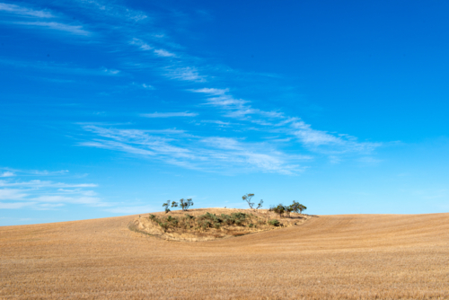 Isolated rise with sparse trees surrounded by golden harvested paddocks under a wide blue sky - Australian Stock Image