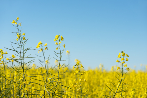 Isolated yellow canola flower heads against a bright blue sky - Australian Stock Image