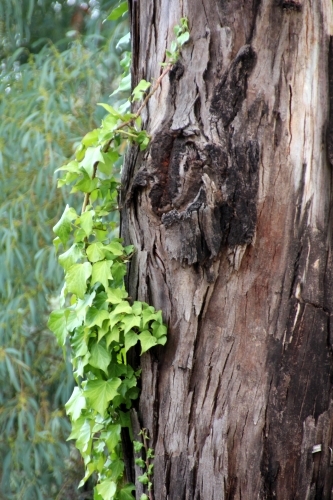 Ivy growing on tree trunk - Australian Stock Image