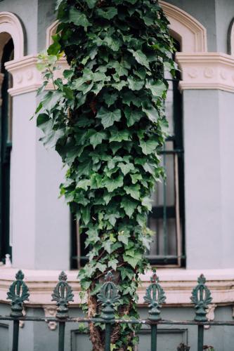 Ivy plant in front of terrace house