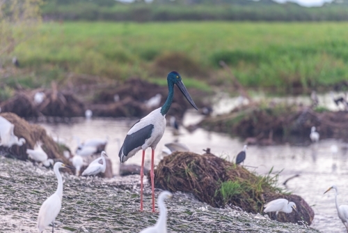 Jabiru at the wetlands
